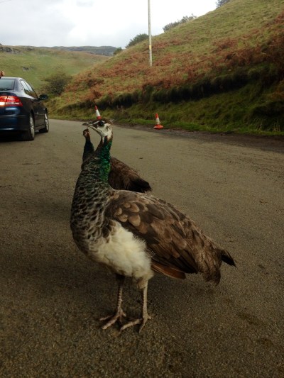 Nice hat. Is it freshers week?