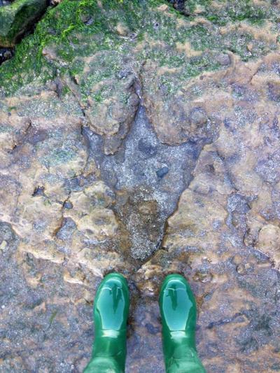 Looking down at 165 million years.  (The erosion between the three toes makes this look even more cartoonish!)