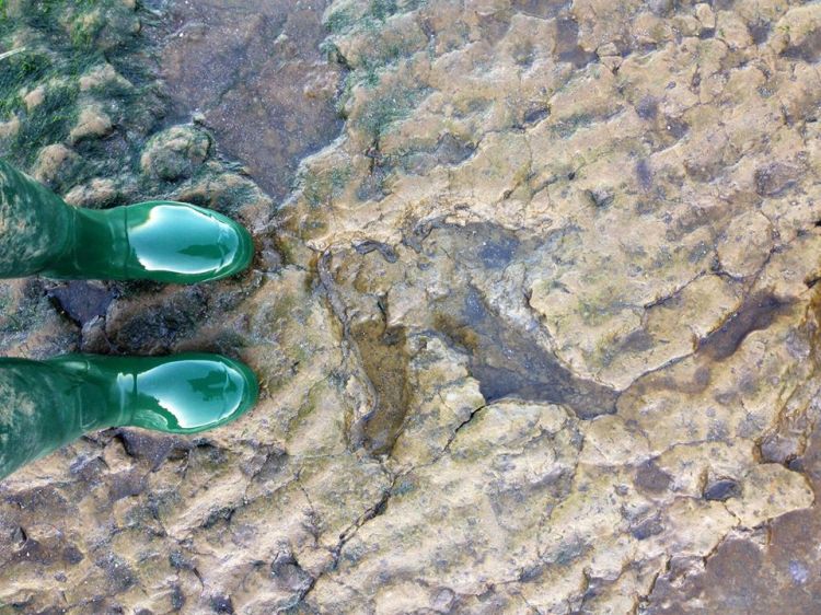 Looking back 165 million years! 