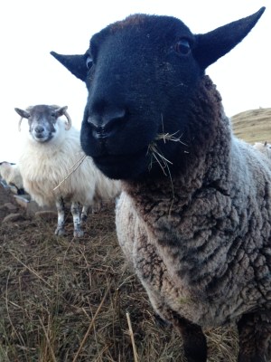 What ewe lookin' at?