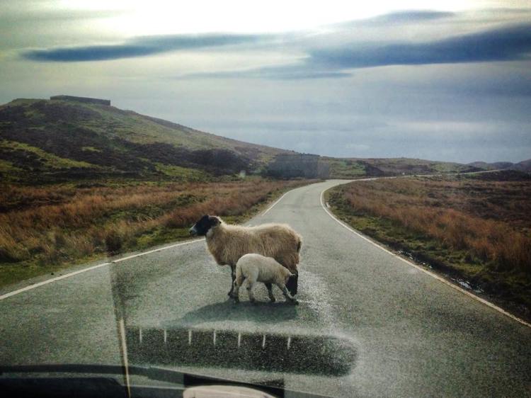 'Traffic' on my way to work this morning. Animals on the road drive me mad as they're always making me late but they make my drive a bit cheerier.