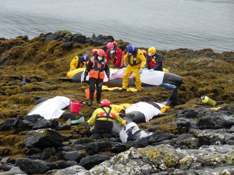 The group of 4 whales. The largest on the pontoon at the back, the female on her side is on the right, the juvenile is in the foreground and the passed calf is on the left. Photo by Adam Williams