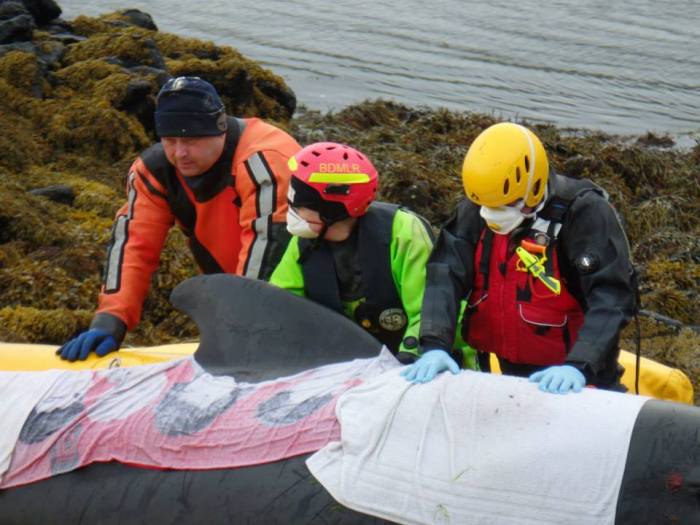 Rocking the whales to stop their organs from failing under their weight. Photo by Andy Kulesza