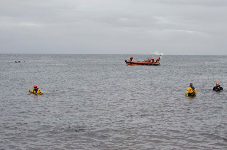 The moment we all wished for; the whales make their way out into the open water. Photo by Adam Williams