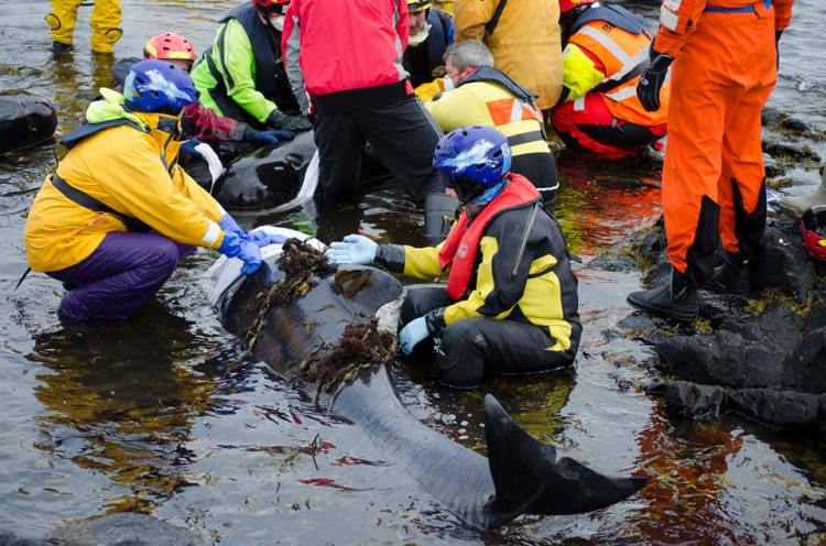 Getting ready to refloat the whales on the incoming tide. Mairi and Sam look after the juvenile whilst the larger whale is refloated. You can see Adam and I using a towel to raise the blowholeout of the water. Photo by Sam Nicolson 