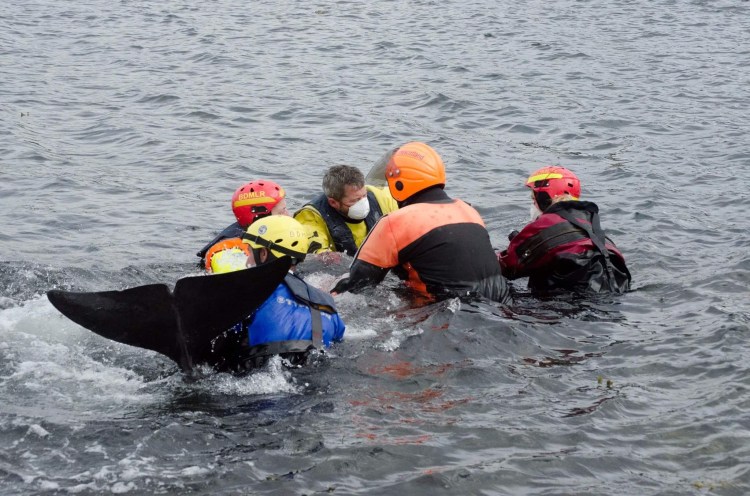 Moving the whale in the waterto get the muscles working again. Mitchell and I are the two in masks at the head end.