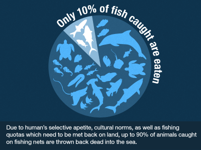 Scientists estimate that for every pound of shrimp that's caught, up to 10 pounds of other marine life is discarded. That's things like turtles, birds, dolphins, sharks and other important and precious marine wildlife.