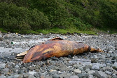 bc1ae0ed64341a0987395481b59145ac